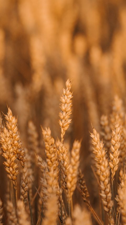 Download wallpaper 2160x3840 wheat, spikelets, field, cereals, plant samsung galaxy s4, s5, note, sony xperia z, z1, z2, z3, htc one, lenovo vibe hd background