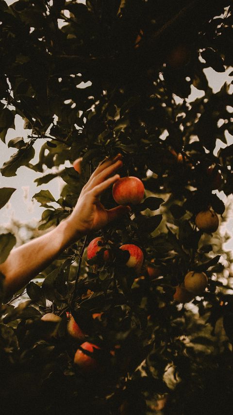 Download wallpaper 2160x3840 apples, hand, branches, tree, apple tree samsung galaxy s4, s5, note, sony xperia z, z1, z2, z3, htc one, lenovo vibe hd background
