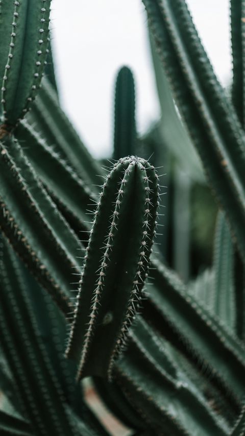 Download wallpaper 2160x3840 cactus, succulent, plant, prickly, green samsung galaxy s4, s5, note, sony xperia z, z1, z2, z3, htc one, lenovo vibe hd background
