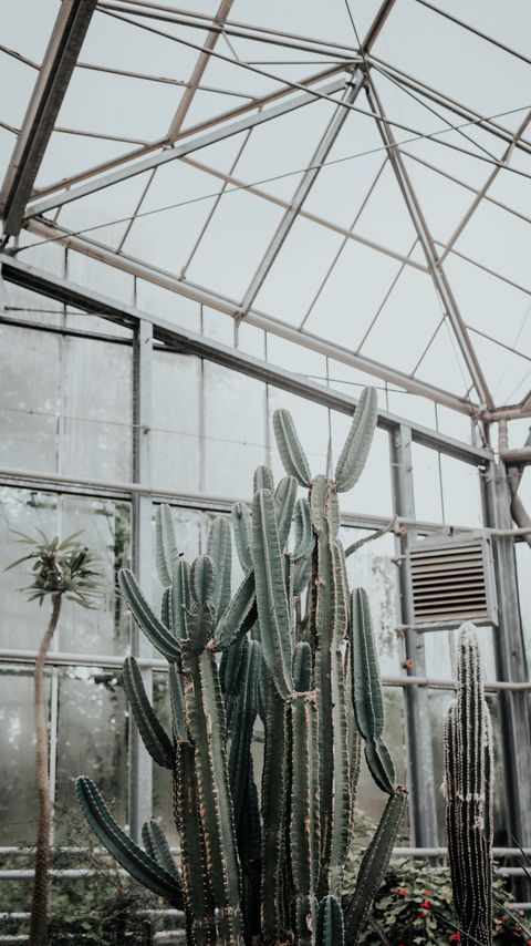 Download wallpaper 2160x3840 cactus, succulent, plant, greenhouse samsung galaxy s4, s5, note, sony xperia z, z1, z2, z3, htc one, lenovo vibe hd background