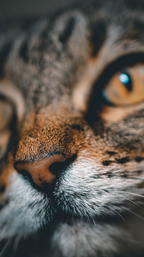 Download wallpaper 2160x3840 cat, face, nose, closeup, pet samsung galaxy s4, s5, note, sony xperia z, z1, z2, z3, htc one, lenovo vibe hd background