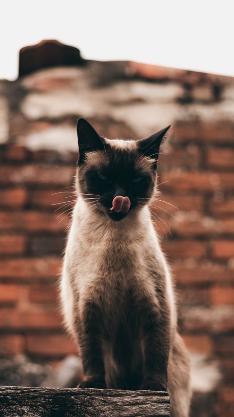 Download wallpaper 2160x3840 cat, siamese, protruding tongue, funny, pet samsung galaxy s4, s5, note, sony xperia z, z1, z2, z3, htc one, lenovo vibe hd background