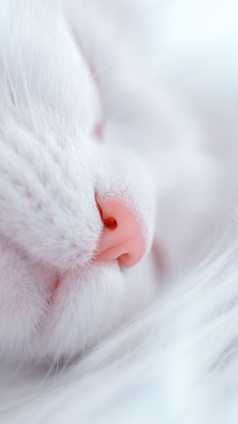 Download wallpaper 2160x3840 cat, white, sleep, face, nose samsung galaxy s4, s5, note, sony xperia z, z1, z2, z3, htc one, lenovo vibe hd background