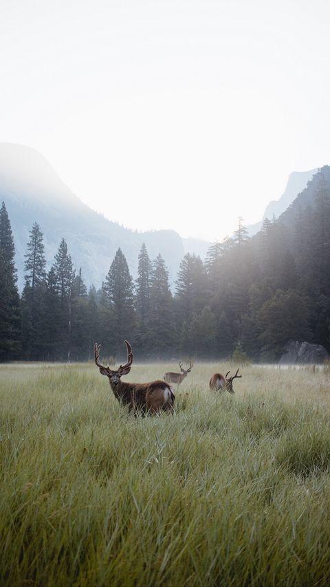 Download wallpaper 2160x3840 deer, lawn, forest, fog, mountains, wildlife samsung galaxy s4, s5, note, sony xperia z, z1, z2, z3, htc one, lenovo vibe hd background