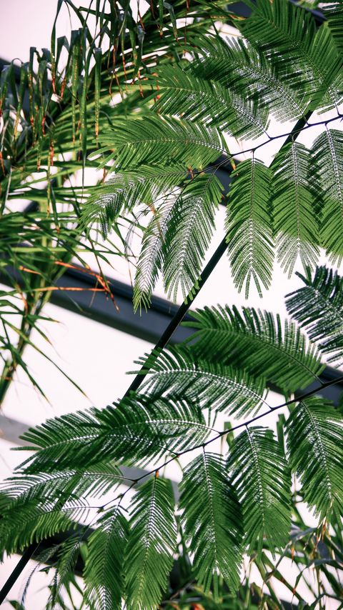 Download wallpaper 2160x3840 fern, branches, leaves, carved, green samsung galaxy s4, s5, note, sony xperia z, z1, z2, z3, htc one, lenovo vibe hd background