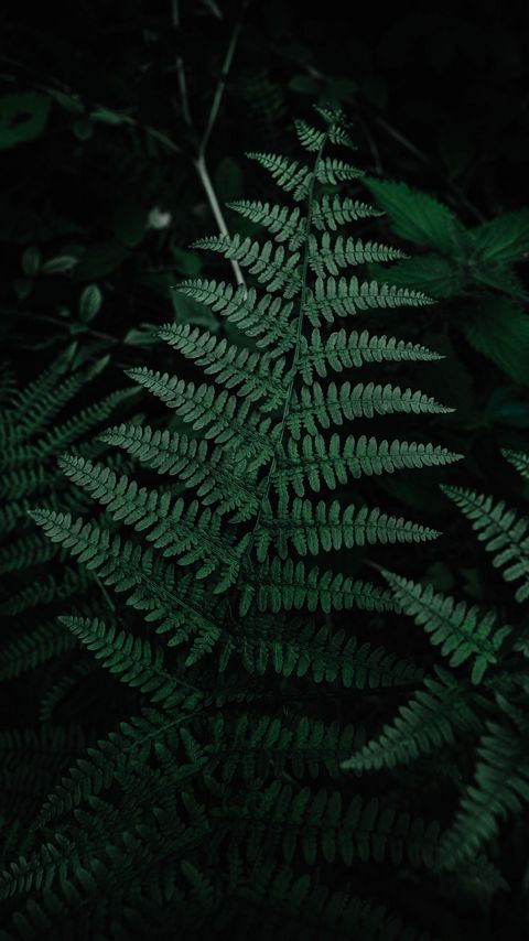 Download wallpaper 2160x3840 fern, leaves, green, carved, plant samsung galaxy s4, s5, note, sony xperia z, z1, z2, z3, htc one, lenovo vibe hd background