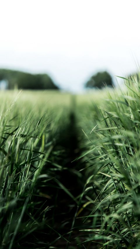 Download wallpaper 2160x3840 field, rye, green, nature, agriculture samsung galaxy s4, s5, note, sony xperia z, z1, z2, z3, htc one, lenovo vibe hd background