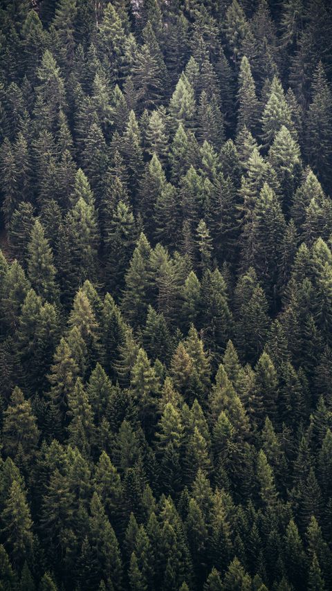 Download wallpaper 2160x3840 forest, trees, aerial view, needles, pines samsung galaxy s4, s5, note, sony xperia z, z1, z2, z3, htc one, lenovo vibe hd background