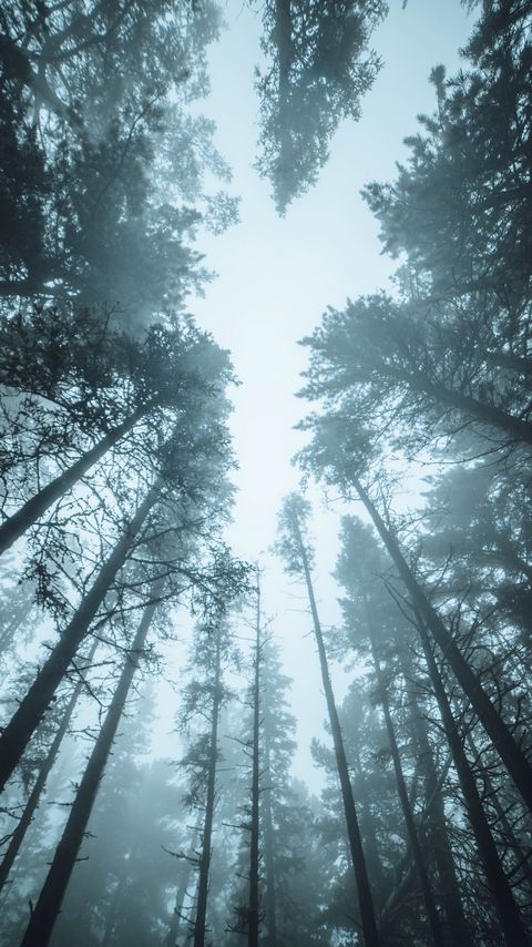 Download wallpaper 2160x3840 forest, trees, fog, pines, treetops samsung galaxy s4, s5, note, sony xperia z, z1, z2, z3, htc one, lenovo vibe hd background
