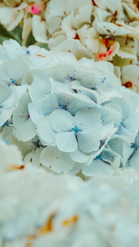 Download wallpaper 2160x3840 hydrangea, flowers, inflorescence, blue, flowering samsung galaxy s4, s5, note, sony xperia z, z1, z2, z3, htc one, lenovo vibe hd background