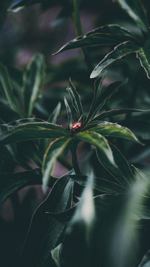 Download wallpaper 2160x3840 ladybug, insect, leaves, plant samsung galaxy s4, s5, note, sony xperia z, z1, z2, z3, htc one, lenovo vibe hd background