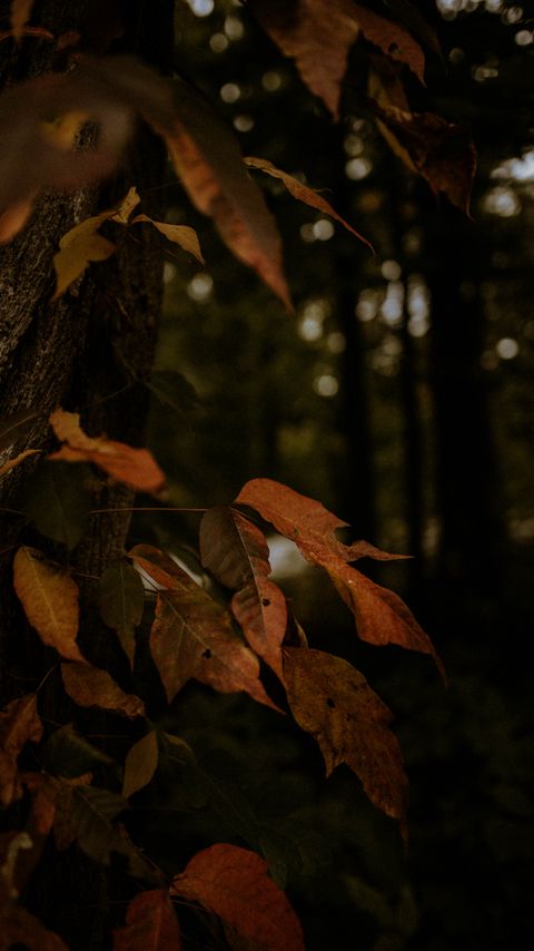 Download wallpaper 2160x3840 leaves, dry, autumn, branch, trees samsung galaxy s4, s5, note, sony xperia z, z1, z2, z3, htc one, lenovo vibe hd background