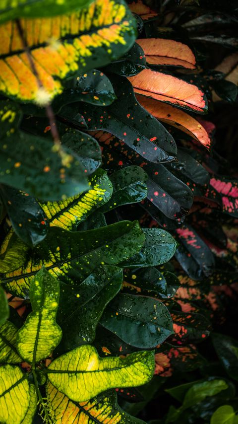 Download wallpaper 2160x3840 leaves, spots, colorful, wet, drops samsung galaxy s4, s5, note, sony xperia z, z1, z2, z3, htc one, lenovo vibe hd background