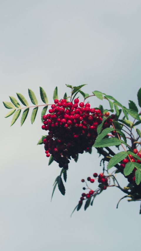 Download wallpaper 2160x3840 mountain ash, branch, berries, leaves, sky samsung galaxy s4, s5, note, sony xperia z, z1, z2, z3, htc one, lenovo vibe hd background