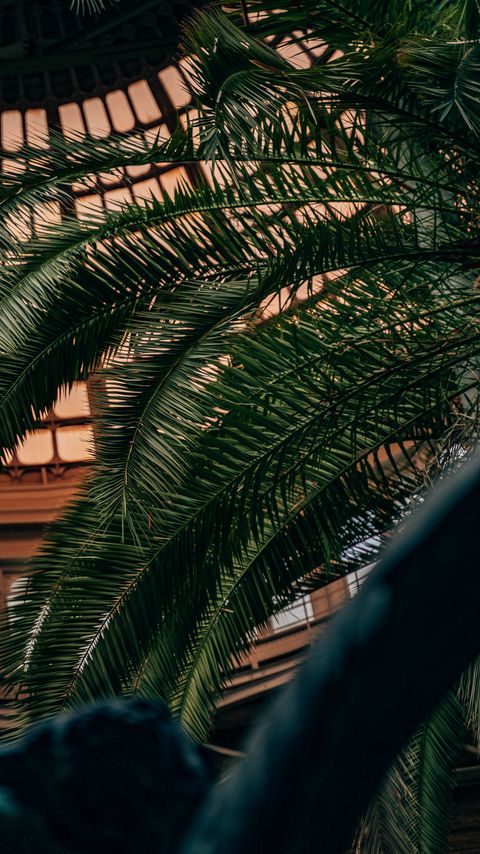 Download wallpaper 2160x3840 palm, branches, leaves, plant, decorative samsung galaxy s4, s5, note, sony xperia z, z1, z2, z3, htc one, lenovo vibe hd background