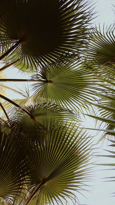 Download wallpaper 2160x3840 palm, branches, leaves, green, plant samsung galaxy s4, s5, note, sony xperia z, z1, z2, z3, htc one, lenovo vibe hd background