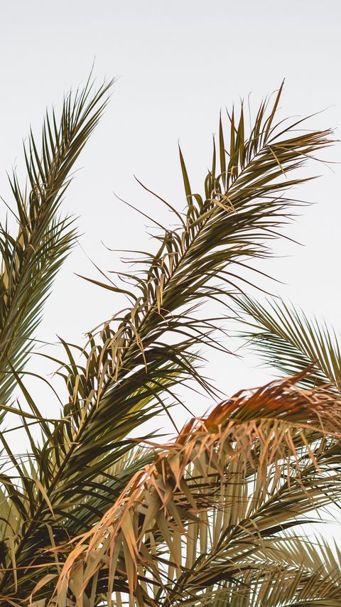 Download wallpaper 2160x3840 palm, leaves, branches, plant, tropical samsung galaxy s4, s5, note, sony xperia z, z1, z2, z3, htc one, lenovo vibe hd background