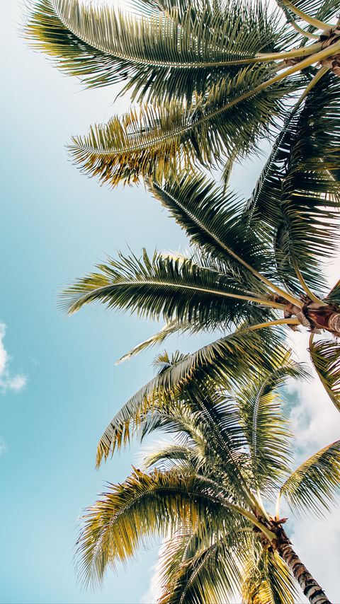 Download wallpaper 2160x3840 palm trees, crowns, branches, leaves, sky samsung galaxy s4, s5, note, sony xperia z, z1, z2, z3, htc one, lenovo vibe hd background