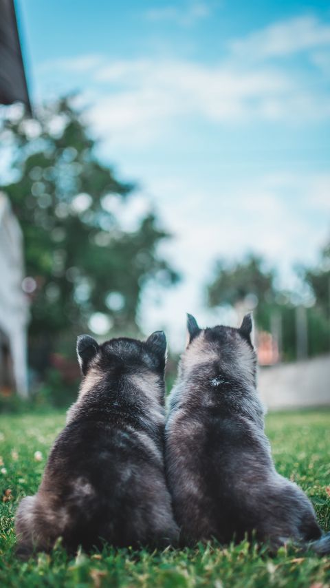 Download wallpaper 2160x3840 puppies, dogs, grass, lawn, animals samsung galaxy s4, s5, note, sony xperia z, z1, z2, z3, htc one, lenovo vibe hd background