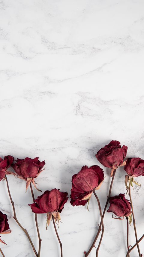 Download wallpaper 2160x3840 roses, flowers, red, dry samsung galaxy s4, s5, note, sony xperia z, z1, z2, z3, htc one, lenovo vibe hd background