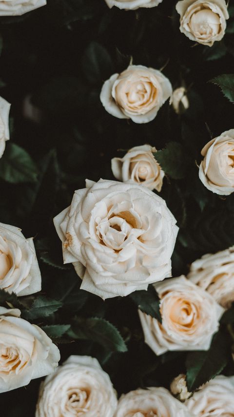 Download wallpaper 2160x3840 roses, white, flowers, bloom, plant samsung galaxy s4, s5, note, sony xperia z, z1, z2, z3, htc one, lenovo vibe hd background