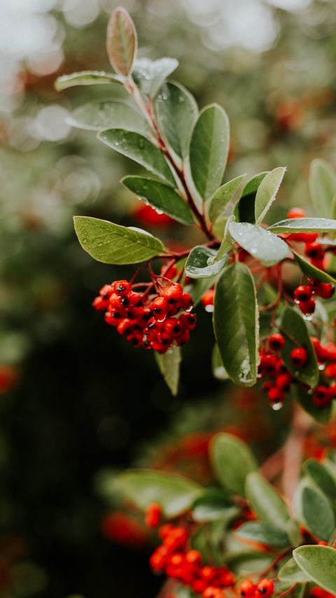 Download wallpaper 2160x3840 rowan, berries, branches, leaves, wet samsung galaxy s4, s5, note, sony xperia z, z1, z2, z3, htc one, lenovo vibe hd background
