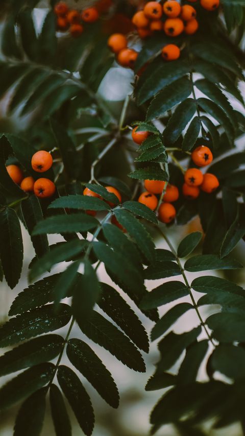 Download wallpaper 2160x3840 rowan, berries, branches, leaves, plant samsung galaxy s4, s5, note, sony xperia z, z1, z2, z3, htc one, lenovo vibe hd background