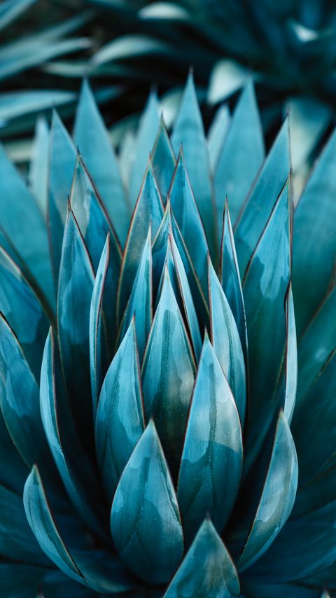 Download wallpaper 2160x3840 succulent, plant, leaves, flower samsung galaxy s4, s5, note, sony xperia z, z1, z2, z3, htc one, lenovo vibe hd background