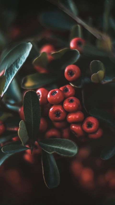 Download wallpaper 2160x3840 berries, leaves, macro, bunch samsung galaxy s4, s5, note, sony xperia z, z1, z2, z3, htc one, lenovo vibe hd background