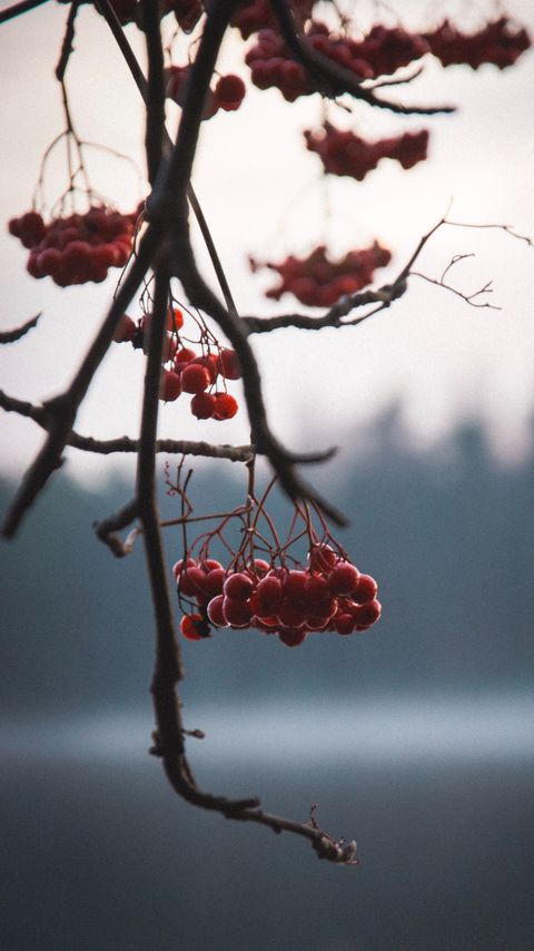 Download wallpaper 2160x3840 berries, red, branches, plant, nature samsung galaxy s4, s5, note, sony xperia z, z1, z2, z3, htc one, lenovo vibe hd background