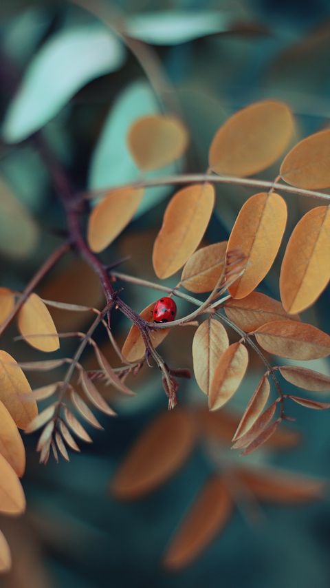 Download wallpaper 2160x3840 branch, ladybug, macro, insect, leaves samsung galaxy s4, s5, note, sony xperia z, z1, z2, z3, htc one, lenovo vibe hd background