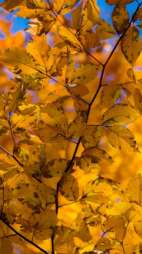 Download wallpaper 2160x3840 branch, leaves, autumn, yellow, dry samsung galaxy s4, s5, note, sony xperia z, z1, z2, z3, htc one, lenovo vibe hd background
