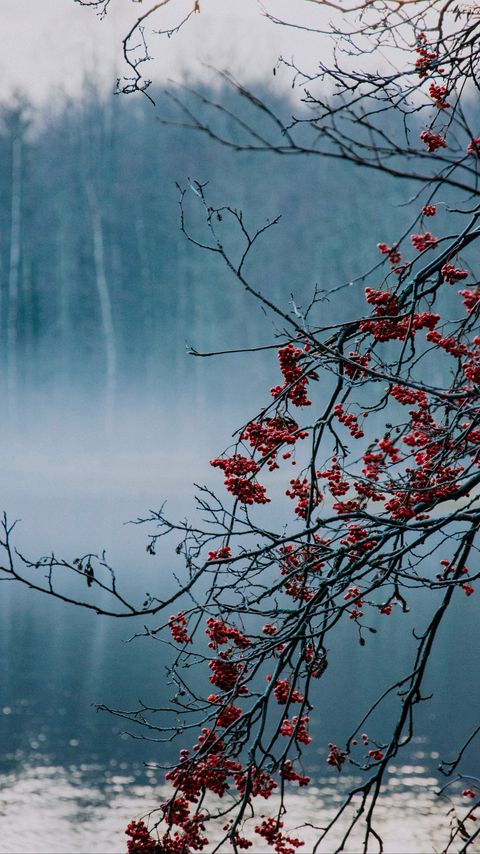 Download wallpaper 2160x3840 branches, berries, lake, fog, nature samsung galaxy s4, s5, note, sony xperia z, z1, z2, z3, htc one, lenovo vibe hd background