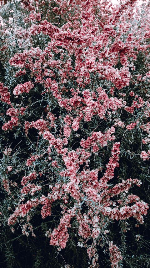 Download wallpaper 2160x3840 bush, flowers, pink, plant, bloom samsung galaxy s4, s5, note, sony xperia z, z1, z2, z3, htc one, lenovo vibe hd background