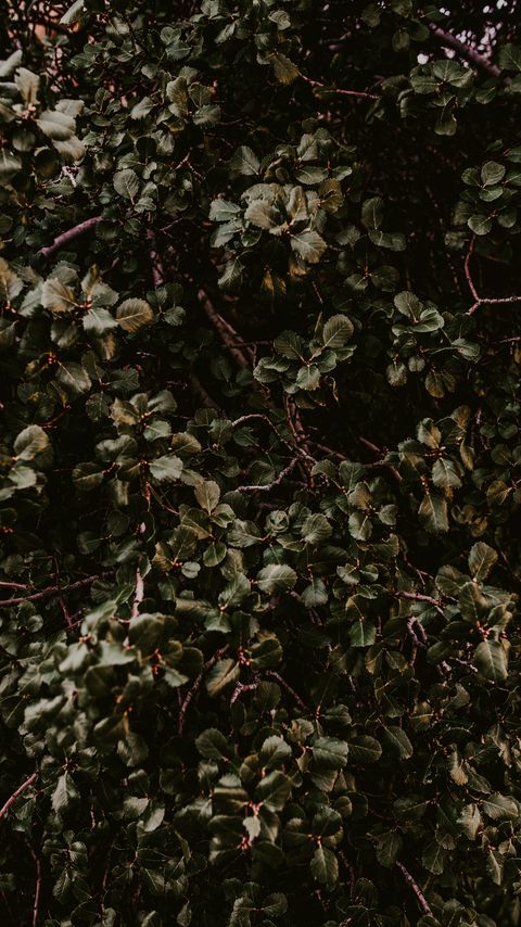 Download wallpaper 2160x3840 bush, green, plant, leaves, branches samsung galaxy s4, s5, note, sony xperia z, z1, z2, z3, htc one, lenovo vibe hd background