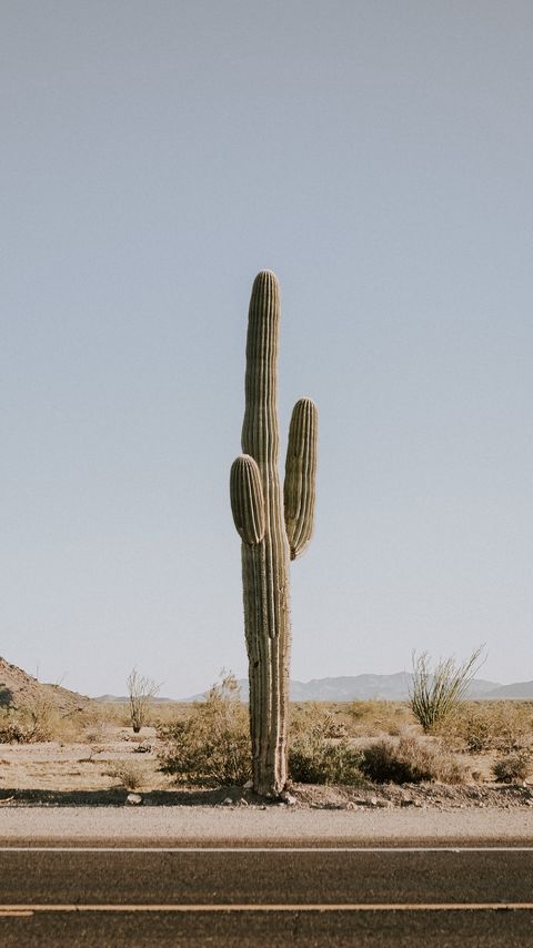 Download wallpaper 2160x3840 cactus, road, desert, mountains samsung galaxy s4, s5, note, sony xperia z, z1, z2, z3, htc one, lenovo vibe hd background