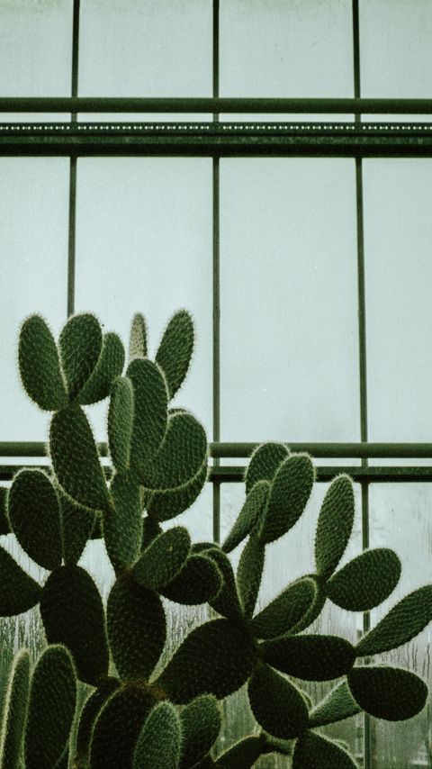 Download wallpaper 2160x3840 cactus, succulent, plant, window samsung galaxy s4, s5, note, sony xperia z, z1, z2, z3, htc one, lenovo vibe hd background