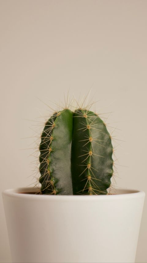 Download wallpaper 2160x3840 cactus, succulent, plant, thorns, pot samsung galaxy s4, s5, note, sony xperia z, z1, z2, z3, htc one, lenovo vibe hd background