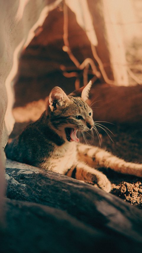 Download wallpaper 2160x3840 cat, yawn, tongue protruding, pet samsung galaxy s4, s5, note, sony xperia z, z1, z2, z3, htc one, lenovo vibe hd background