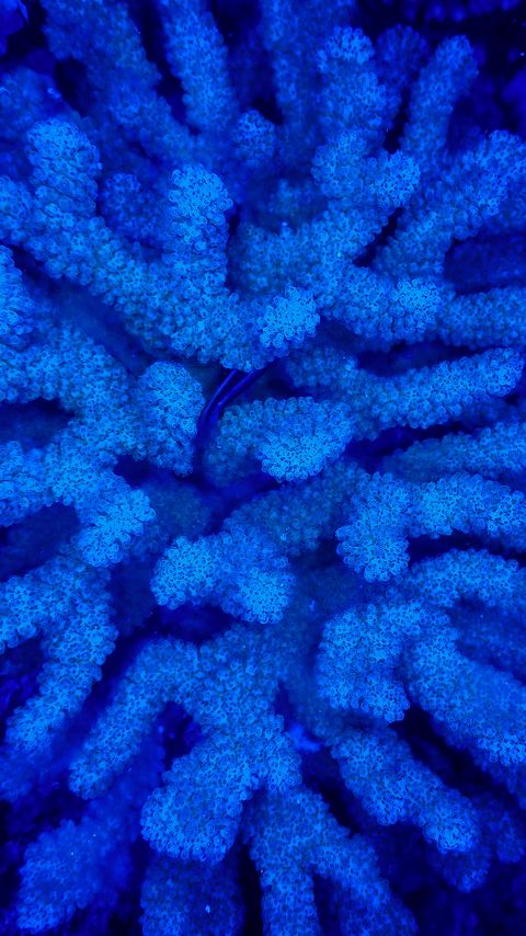 Download wallpaper 2160x3840 corals, blue, underwater samsung galaxy s4, s5, note, sony xperia z, z1, z2, z3, htc one, lenovo vibe hd background