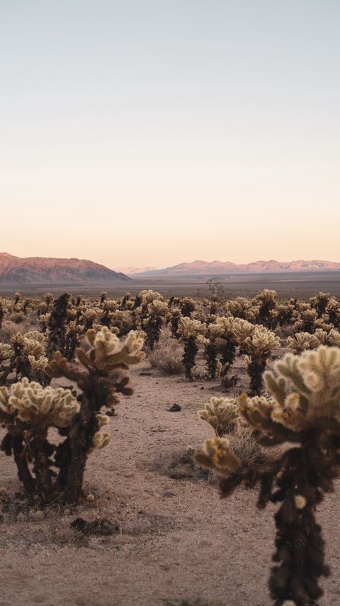 Download wallpaper 2160x3840 desert, cacti, mountains, landscape, nature samsung galaxy s4, s5, note, sony xperia z, z1, z2, z3, htc one, lenovo vibe hd background