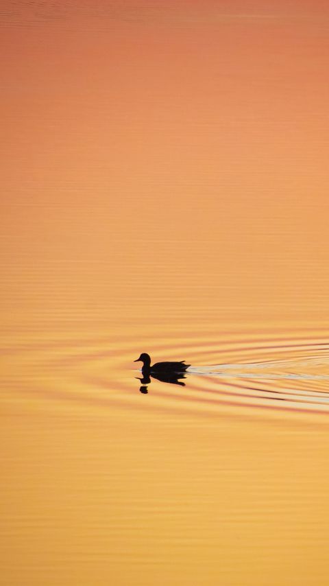 Download wallpaper 2160x3840 duck, silhouette, sunset samsung galaxy s4, s5, note, sony xperia z, z1, z2, z3, htc one, lenovo vibe hd background