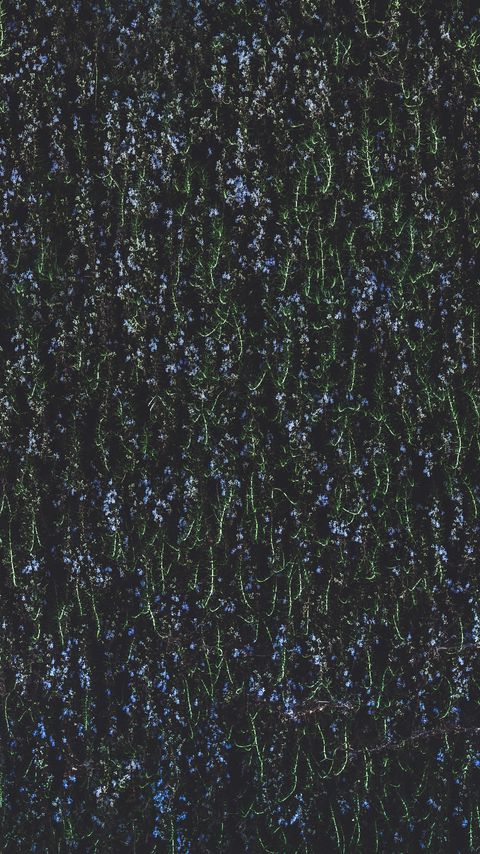 Download wallpaper 2160x3840 flowers, plant, vegetation, thickets samsung galaxy s4, s5, note, sony xperia z, z1, z2, z3, htc one, lenovo vibe hd background