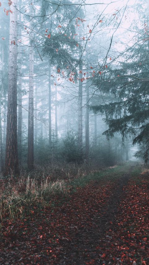 Download wallpaper 2160x3840 forest, fog, path, branches samsung galaxy s4, s5, note, sony xperia z, z1, z2, z3, htc one, lenovo vibe hd background