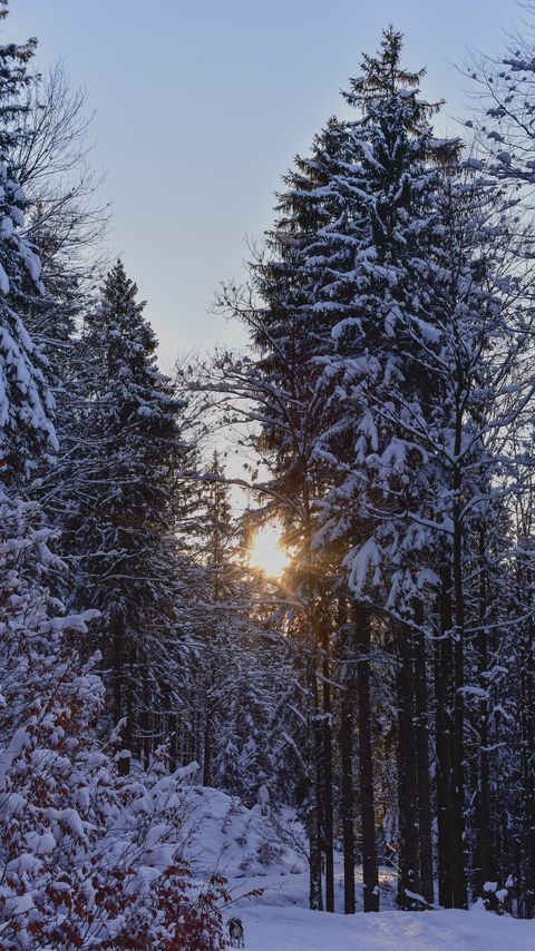 Download wallpaper 2160x3840 forest, sunset, winter, trees, snow samsung galaxy s4, s5, note, sony xperia z, z1, z2, z3, htc one, lenovo vibe hd background