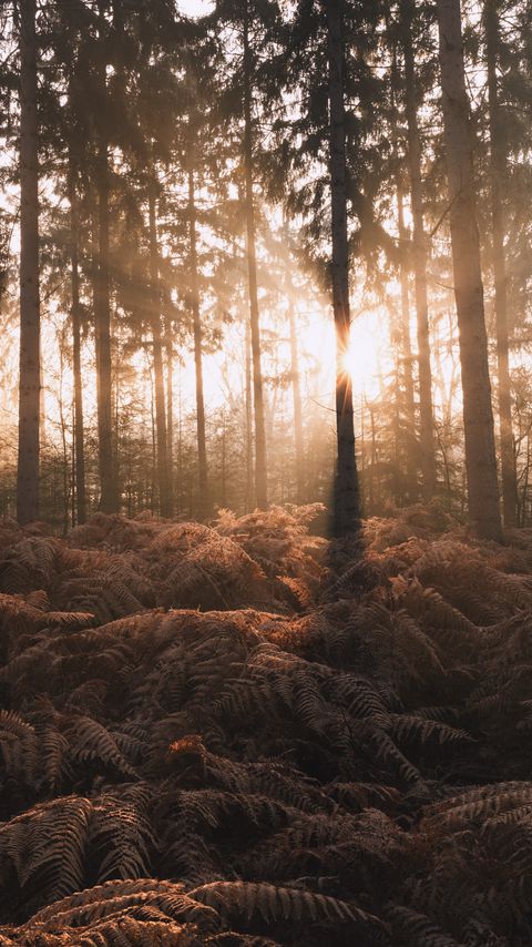 Download wallpaper 2160x3840 forest, trees, fern, sunlight, nature samsung galaxy s4, s5, note, sony xperia z, z1, z2, z3, htc one, lenovo vibe hd background