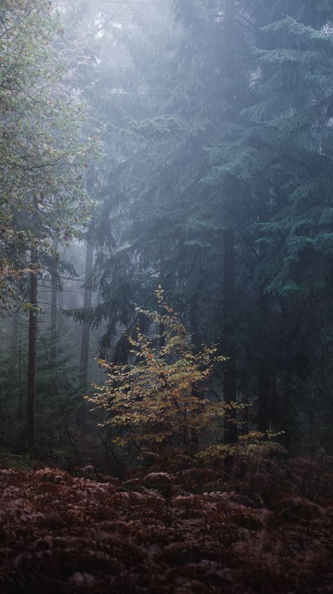 Download wallpaper 2160x3840 forest, trees, fog, leaves, gloomy samsung galaxy s4, s5, note, sony xperia z, z1, z2, z3, htc one, lenovo vibe hd background