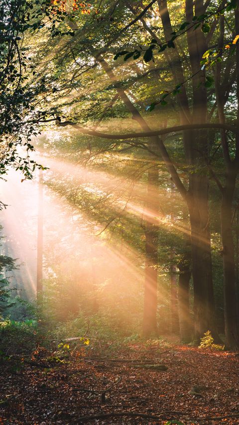 Download wallpaper 2160x3840 forest, trees, sunlight, landscape, morning samsung galaxy s4, s5, note, sony xperia z, z1, z2, z3, htc one, lenovo vibe hd background