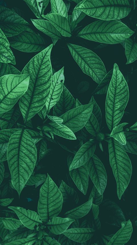 Download wallpaper 2160x3840 leaves, aerial view, buds, green samsung galaxy s4, s5, note, sony xperia z, z1, z2, z3, htc one, lenovo vibe hd background