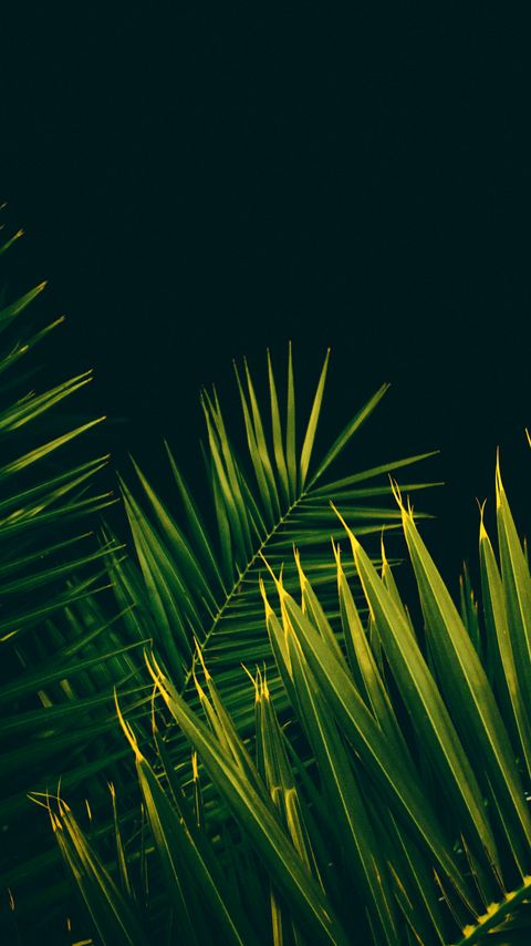 Download wallpaper 2160x3840 leaves, branches, palm trees, black background samsung galaxy s4, s5, note, sony xperia z, z1, z2, z3, htc one, lenovo vibe hd background